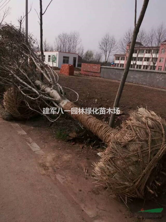 供应白玉兰报价/白玉兰价格/白玉兰图片