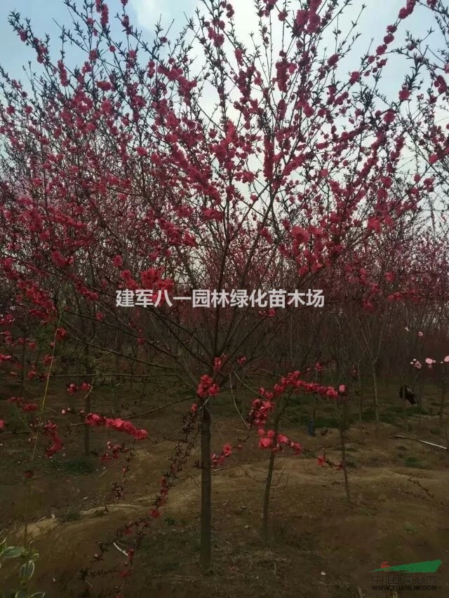 江苏紫叶桃信息批发价格图片