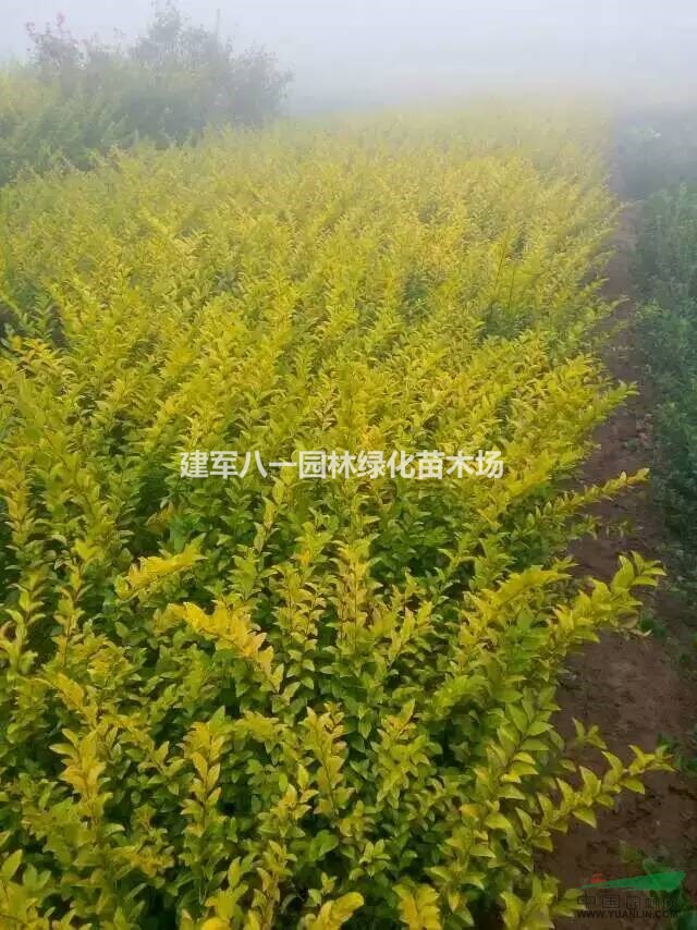 供应金叶女贞报价/金叶女贞批发价格苗图片