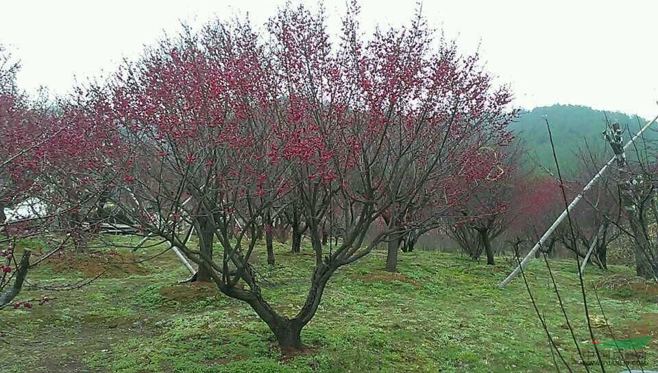 綠化苗木梅花價(jià)格,紅葉小檗球價(jià)格,紅梅價(jià)格,連翹價(jià)格表