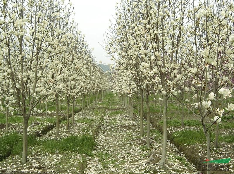 景觀花木棕櫚價(jià)格,龍爪槐價(jià)格,八月桂花價(jià)格,白玉蘭價(jià)格表