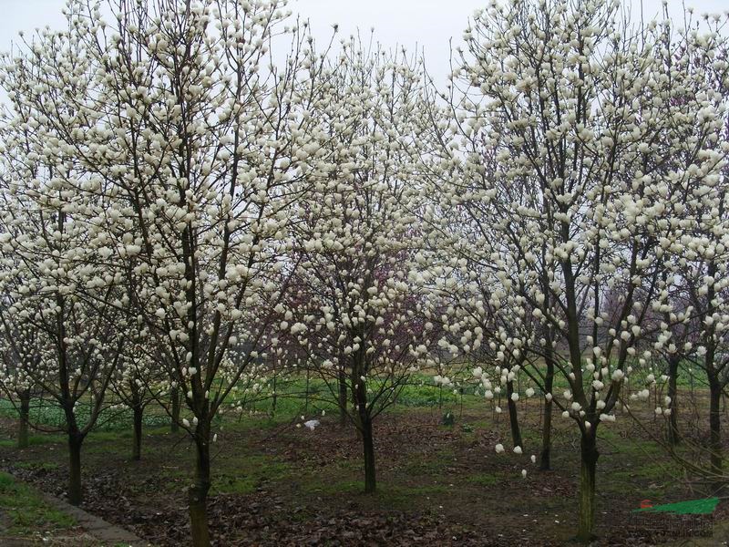 景觀花木棕櫚價(jià)格,龍爪槐價(jià)格,八月桂花價(jià)格,白玉蘭價(jià)格表