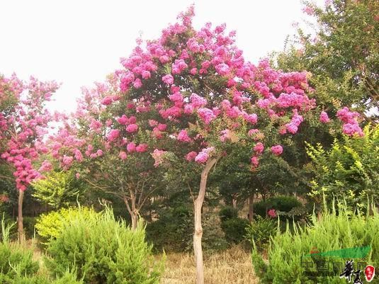 綠化花木紫薇價格,西府海棠價格,枇杷價格,海桐球價格表