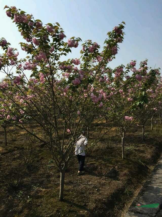 潢川花木價(jià)格河南檜,大葉黃楊球,塔柏,金邊黃楊,日本櫻花