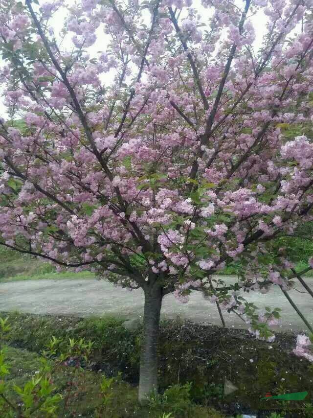 潢川花木價(jià)格河南檜,大葉黃楊球,塔柏,金邊黃楊,日本櫻花