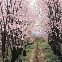 潢川花木價(jià)格河南檜,大葉黃楊球,塔柏,金邊黃楊,日本櫻花