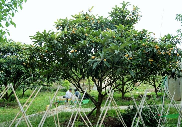 河南苗圃報價春鵑,枇杷,毛鵑,紫薇,金焰繡線菊,紫荊