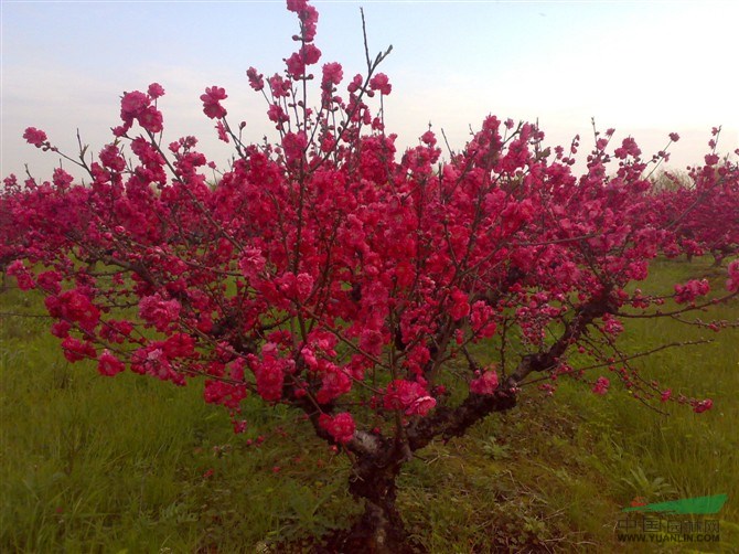 河南苗圃報價紅花酢漿草,八月桂,蔥蘭,壽星桃,美人蕉