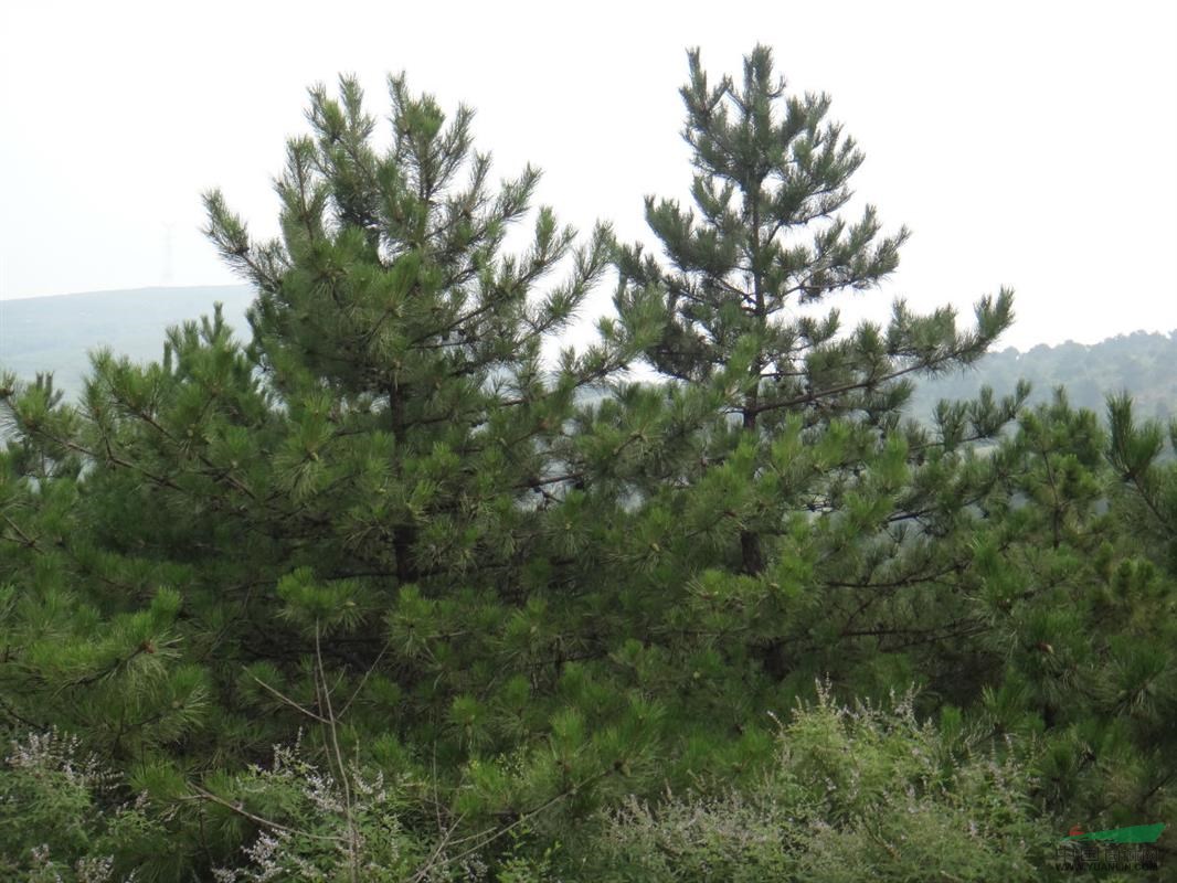 綠化苗木價格黑松,雪松,華山松,白皮松,馬尾松,油松樹