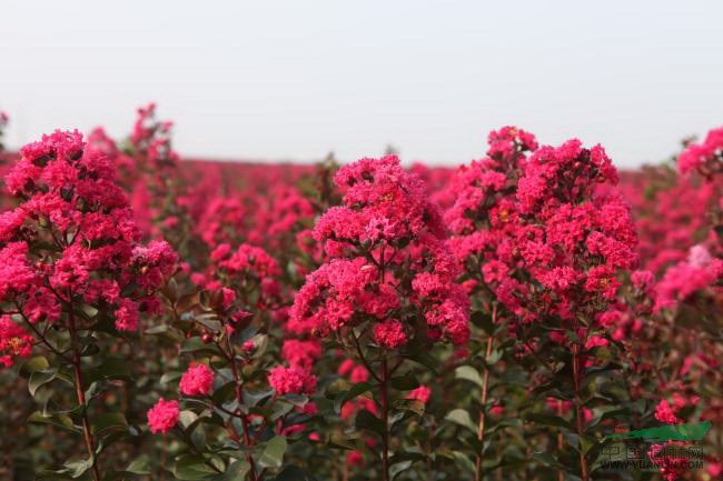 綠化苗木報價花楸,木瓜海棠,西府海棠,垂絲海棠,紫薇