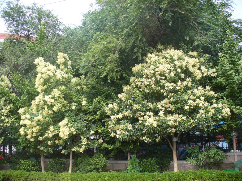 工程苗木報(bào)價(jià)香椿,臭椿,千頭椿,苦楝,桂花樹,大葉女貞