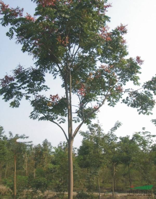 景觀花木報(bào)價(jià)欒樹(shù),檉柳,七葉樹(shù),梓樹(shù),藍(lán)花楹,泡桐,絲綿木