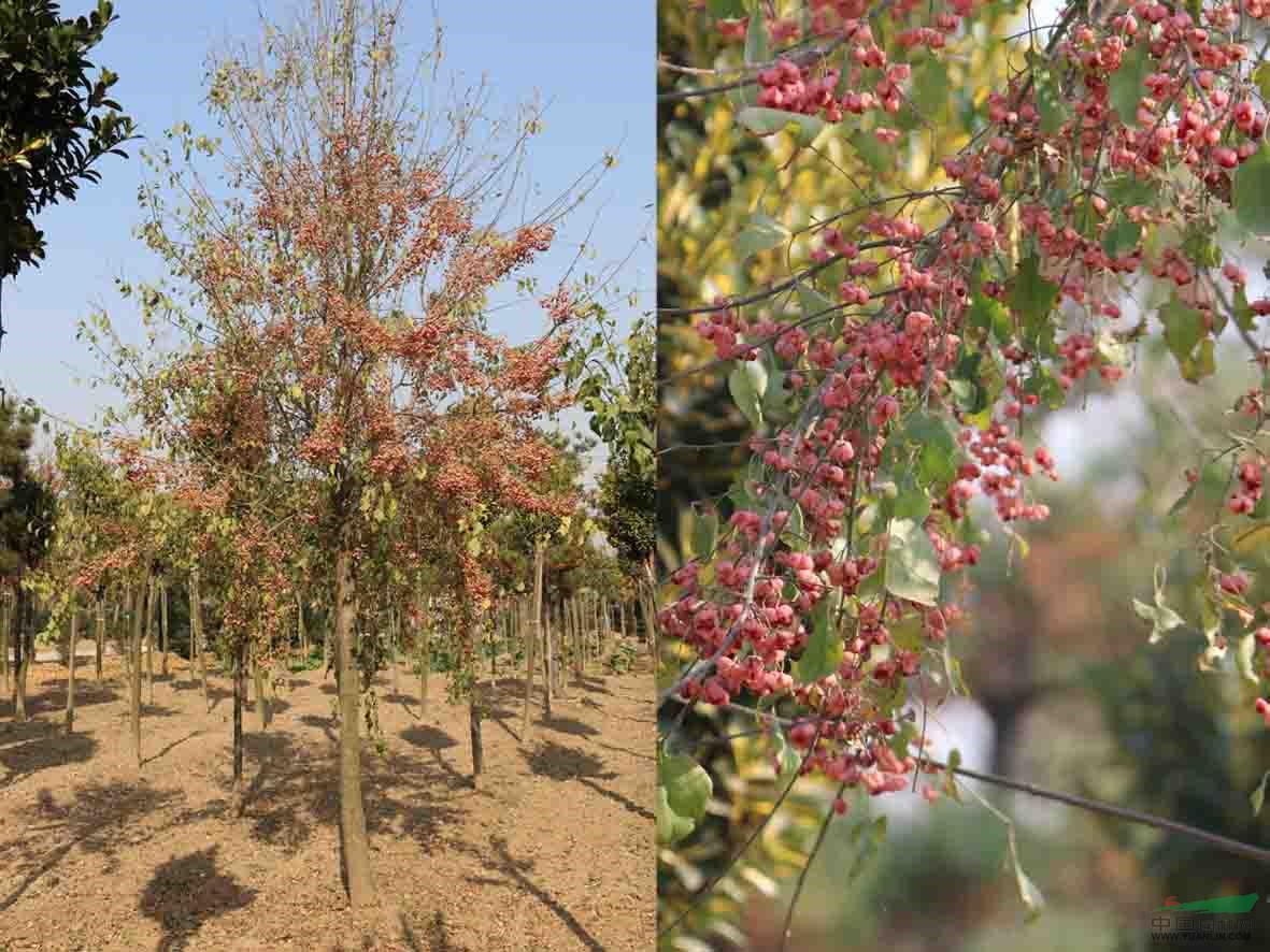 景觀花木報(bào)價(jià)絲綿木,桃葉衛(wèi)矛,紅千層,香泡,香櫞,水曲柳