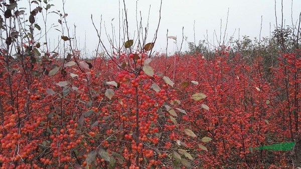 景觀花木報(bào)價(jià)絲綿木,桃葉衛(wèi)矛,紅千層,香泡,香櫞,水曲柳