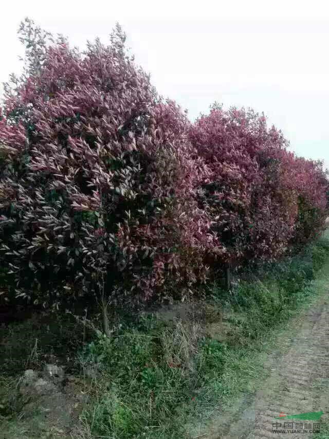 景觀花木價格紅葉石楠,火棘,貼梗海棠,棣棠,杜鵑花,映山紅