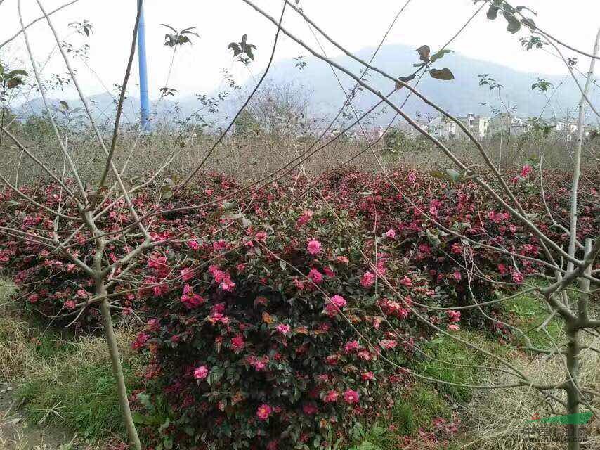 工程花木價(jià)格石巖杜鵑,大白花杜鵑,山茶,油茶,茶梅,金花茶