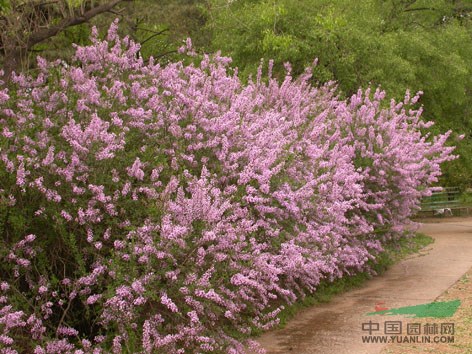 工程花木價格錦雞兒,紫穗槐,金鳳花,桂花,茉莉花,紫丁香