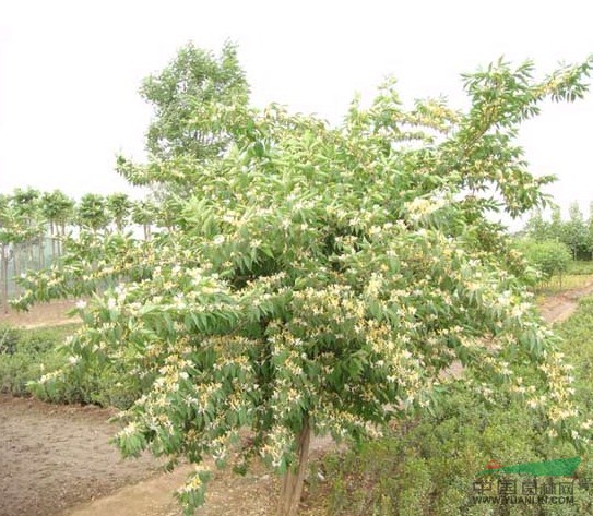 工程花木價格金葉女貞,錦帶花,六道木,金銀木,法國冬青