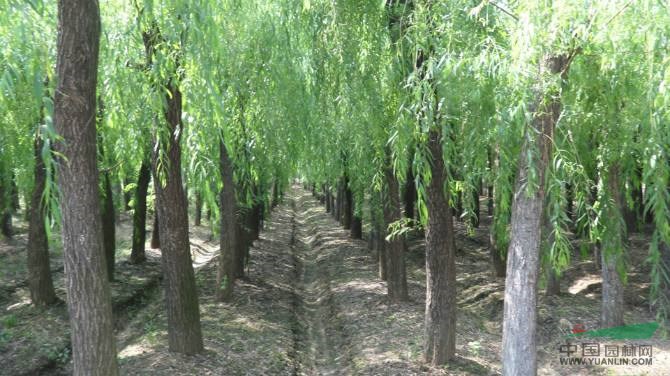 綠化苗木報價：常夏石竹,彩葉柳,檉柳,池杉,赤楓,垂柳,刺槐