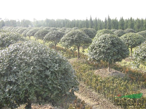 工程苗木價格：高桿丁香,高桿紅花繼木.古柏樹,枸骨球.瓜子球