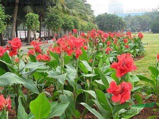 工程苗木價(jià)格：國(guó)槐,剛竹,紅花矮桿美人蕉.紅花草.紅花酢漿草