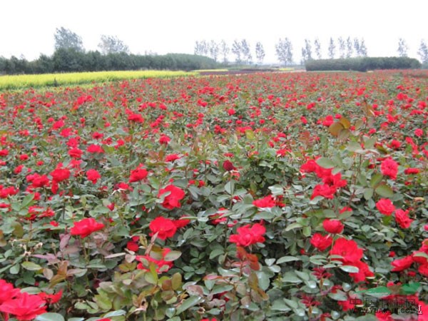 工程苗木報(bào)價(jià)：紅帽月季,花籬型矮牽?；?黃帝菊,黃帽月季