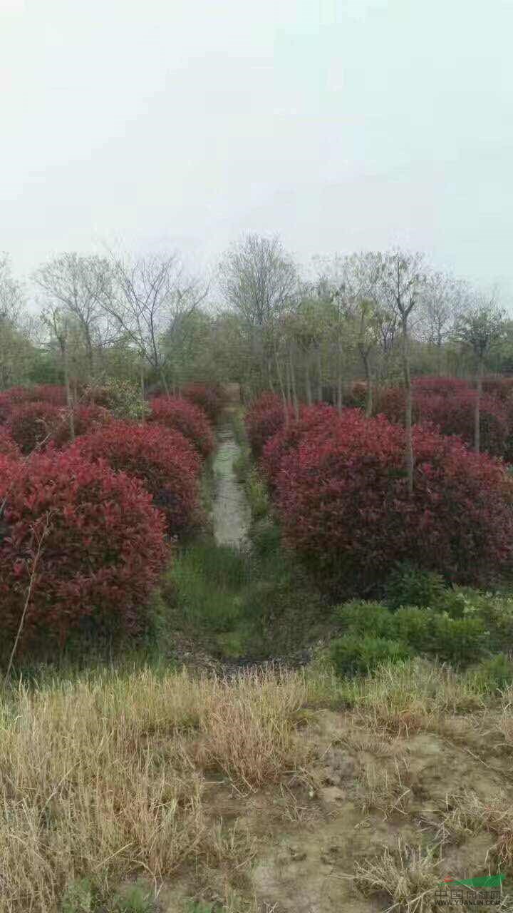 工程苗木報價：黃帽月季,黃帽子月季,黃馨,火棘球,紅葉石楠