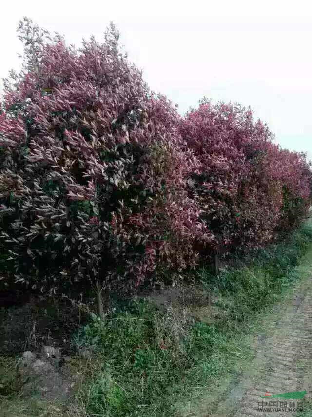 工程苗木報價：黃帽月季,黃帽子月季,黃馨,火棘球,紅葉石楠