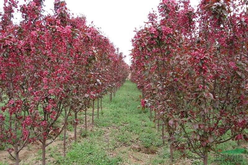 工程苗木報(bào)價(jià)：紅葉黃楊,紅葉李,紅葉梅,紅葉女貞,紅葉小柏