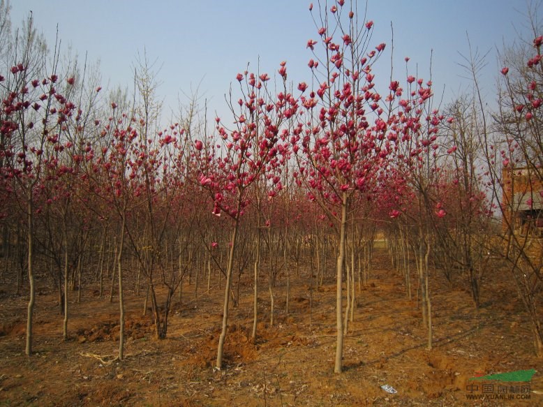 工程苗木報(bào)價(jià)：紅、黃、紫玉蘭,紅、綠葉女貞,紅白玉蘭,紅豆樹(shù)