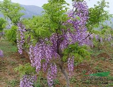 景觀花木報(bào)價(jià)：亮葉忍冬,綠葉蔓長(zhǎng)春花,絡(luò)石,杜鵑,藍(lán)柏,凌霄