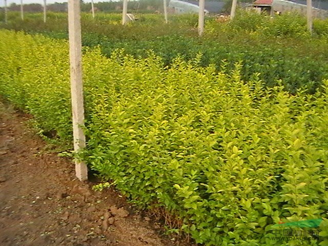 景觀花木報價：金邊常春藤,金邊扶芳藤,金錢松,金葉女貞,菊花