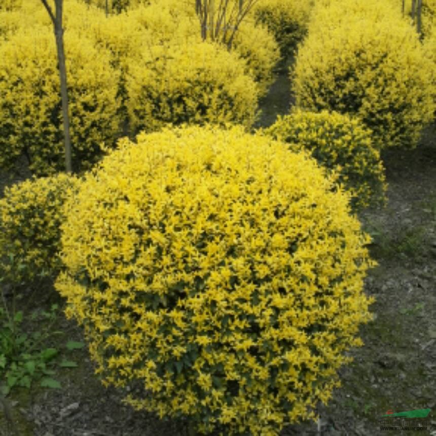 景觀花木報價：金邊常春藤,金邊扶芳藤,金錢松,金葉女貞,菊花