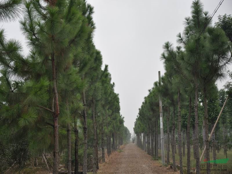 景觀花木價格：全冠杜英,濕地松,切桿杜英,水杉,切桿移栽欒樹