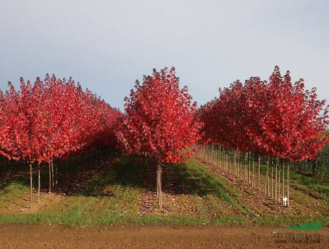 景觀花木價(jià)格：美國(guó)紅楓,美國(guó)濕地松,蘇鐵,木芙蓉耐寒吉祥草