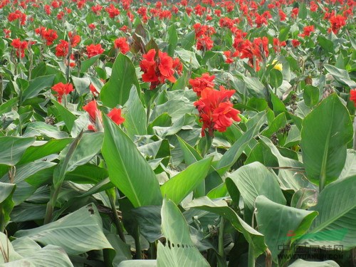 景觀花木報(bào)價(jià)迷迭香,月季,美女櫻,美人蕉,美國(guó)凌霄美國(guó)爬山虎