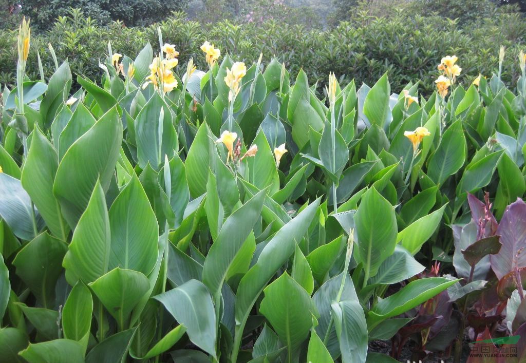 景觀花木報(bào)價(jià)迷迭香,月季,美女櫻,美人蕉,美國(guó)凌霄美國(guó)爬山虎