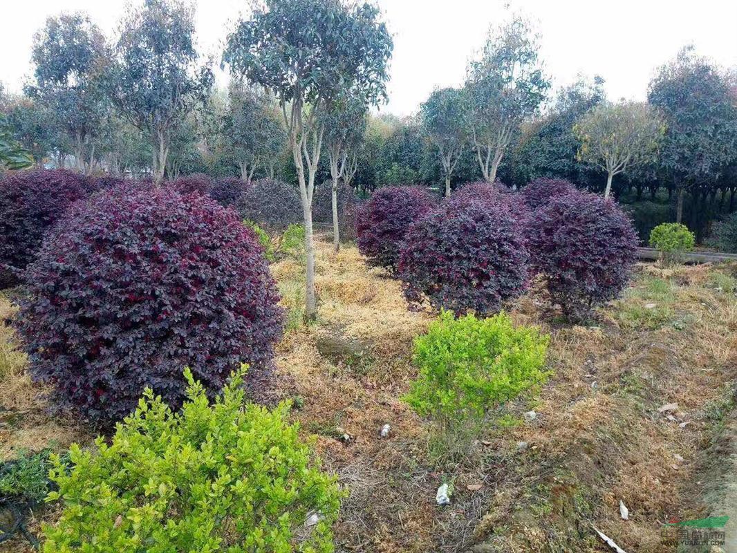 工程花木價格：雙面紅花桎木,雙面紅桎木球,松柏,速生白臘