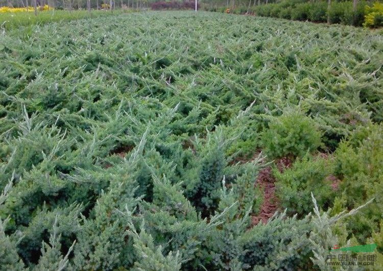 景观花木价格：伞房决明,沙地柏,山茶花,珊瑚树,十大功劳