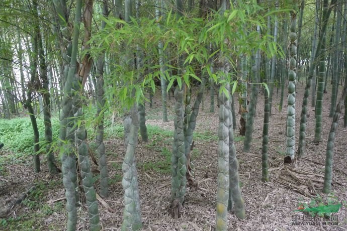 景觀花木價(jià)格：雀舌黃楊,雀葉羅漢松,青剛竹,青皮剛竹,青皮竹