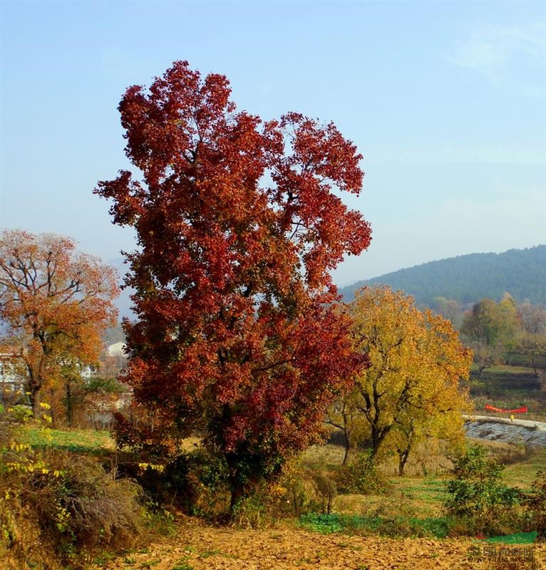 工程花木價(jià)格：土合歡,萬年青,五葉地錦,萬峰檜,衛(wèi)矛,蚊母