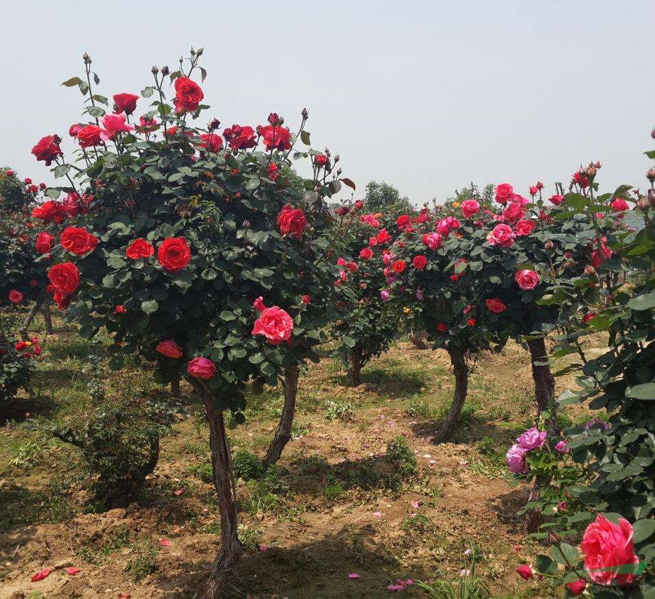 工程花木價(jià)格：天竺,貼梗海棠,藤本薔薇,藤本月季,臺(tái)灣欒樹