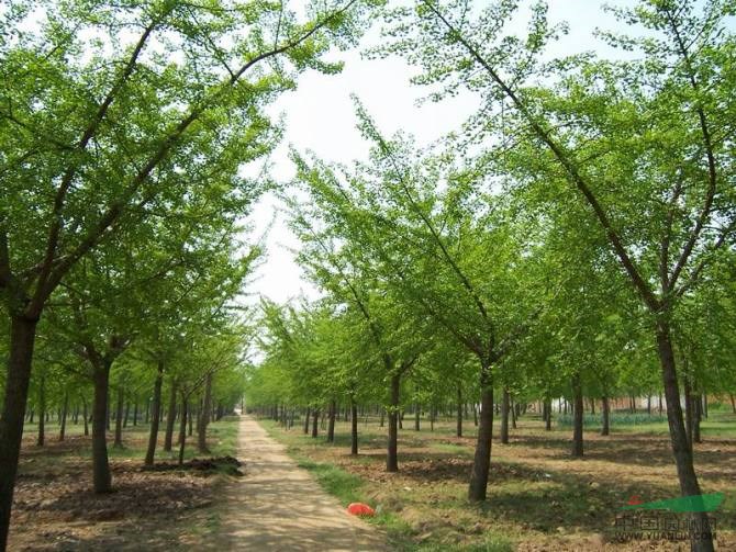 工程花木價格：山核桃,石榴,深山含笑（全冠）,實(shí)生欒樹