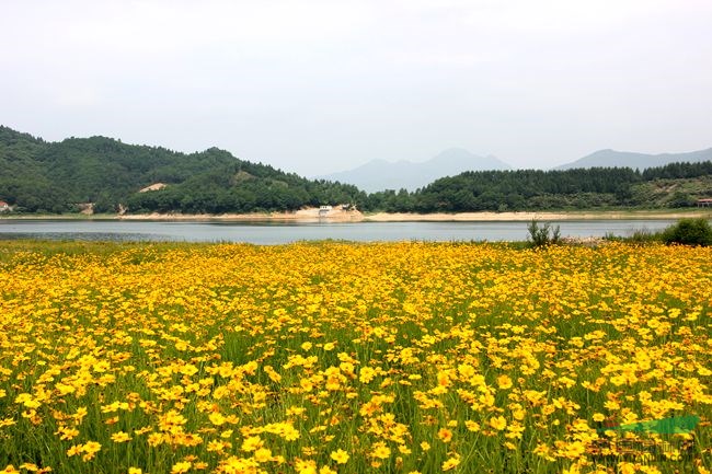 工程花木價(jià)格：三色堇,石竹,四季海棠,山櫻花,三倍體毛白楊