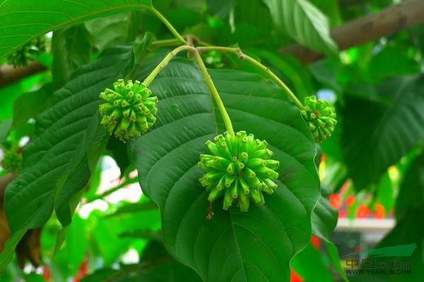 景觀苗木價格：喜樹(移植苗),香泡（全冠）,香泡（移栽）香樸