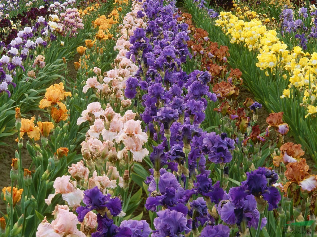 工程花木價格：香蒲,小根鳶尾,小花鳶尾,西洋杜鵑,夏鵑