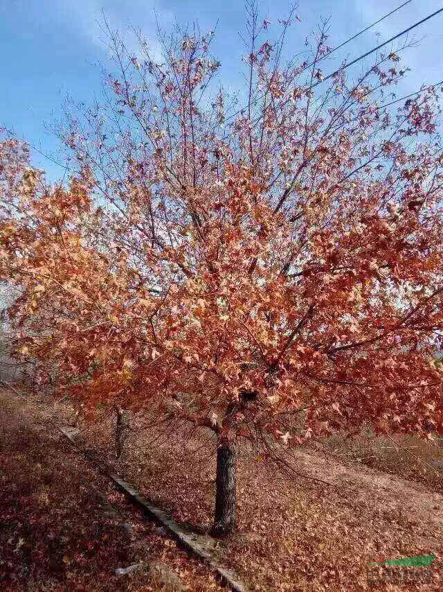 河南花木價(jià)格：移栽全冠無患子,移栽全冠香樟,移栽喜樹,醉魚草