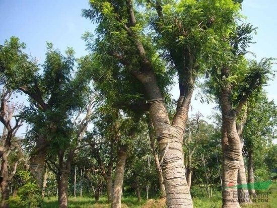 河南花木價格：硬葉丹桂,油松,柚子樹,榆樹（造型）元寶楓