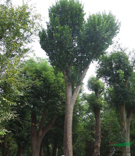 河南花木價(jià)格：銀杏（實(shí)生）,銀杏（移栽）,銀中楊,櫻花