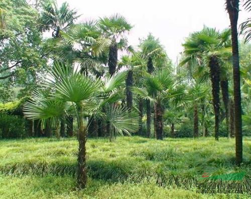 河南花木價(jià)格：移植棕櫚,意大利楊,意楊,銀桂,銀杏（嫁接苗）